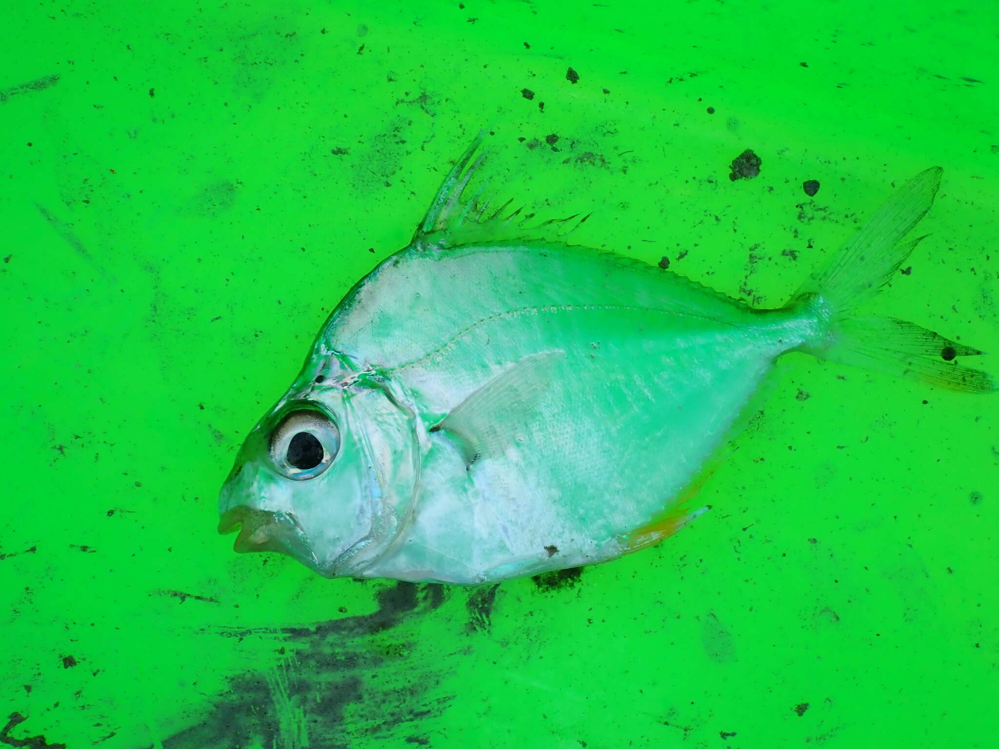 Image of Common Ponyfish