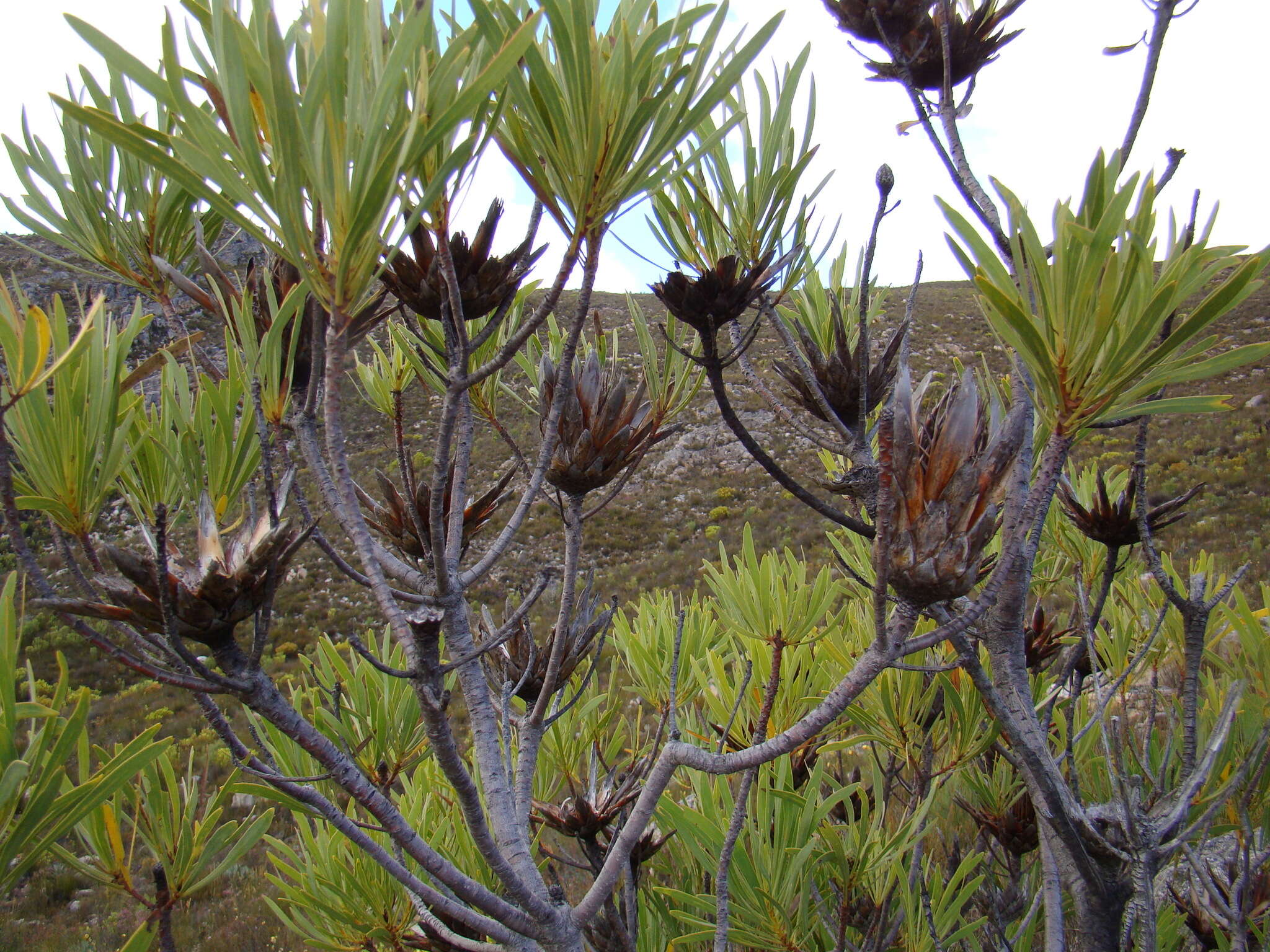 Image de Protea repens (L.) L.