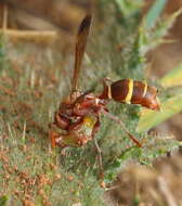 Image of Polistes badius Gerst. 1873