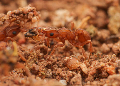 Image of Cyphomyrmex wheeleri Forel 1900