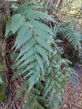 Image of Woodwardia japonica (L. fil.) Sm.