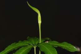 Image of Arisaema tortuosum subsp. sivadasanii (S. R. Yadav, K. S. Patil & Janarth.) Punekar & Kumaran