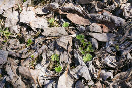 Image of Alchemilla vulgaris L.