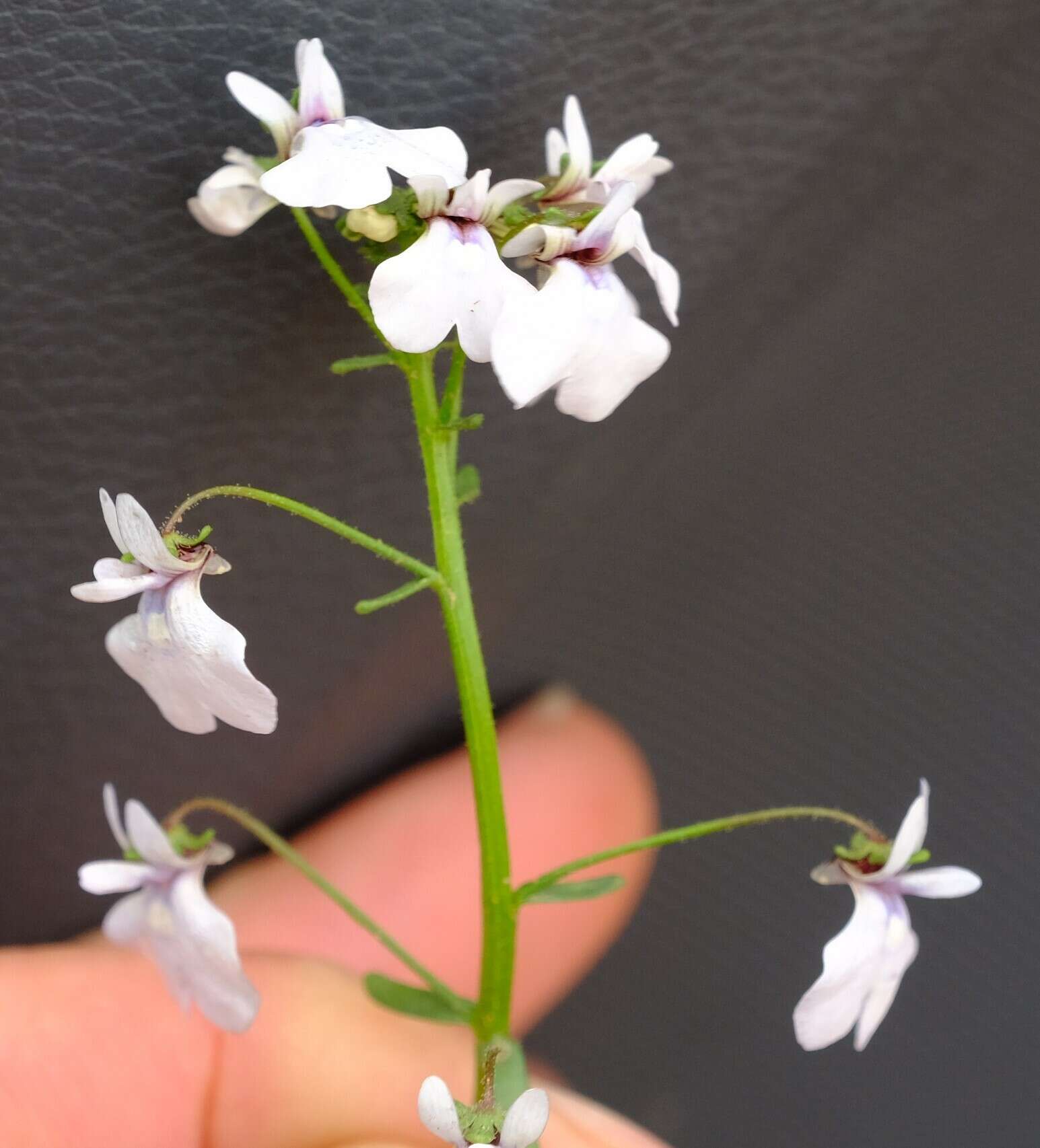 صورة Nemesia saccata E. Mey. ex Benth.