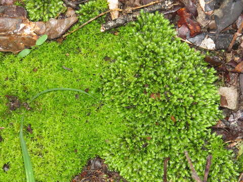 Image of Gaudichaud's syrrhopodon moss