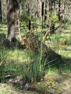 Image of Xanthorrhoea minor R. Br.