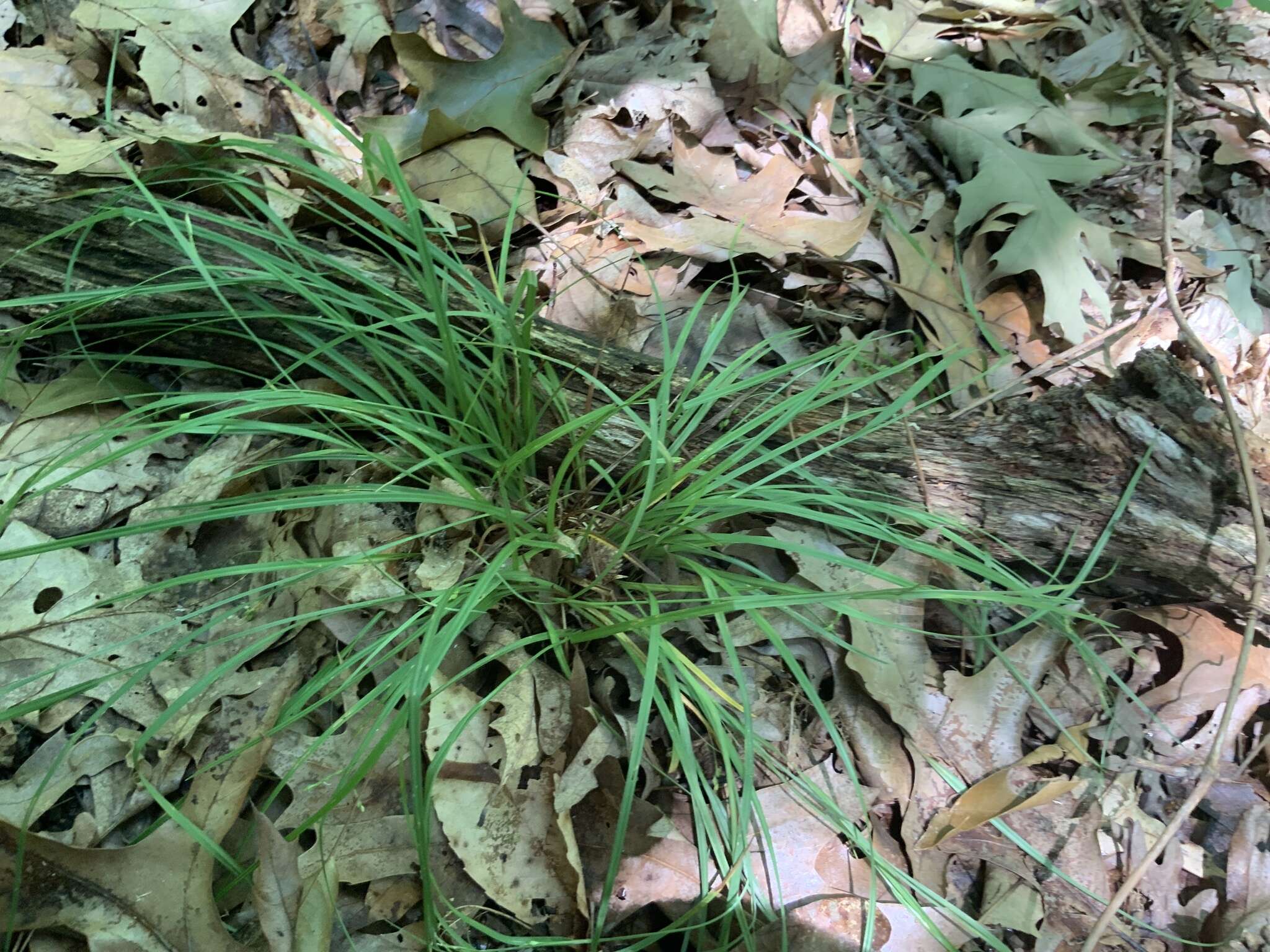 Image of slender woodland sedge