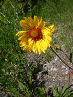 Image of Common perennial gaillardia