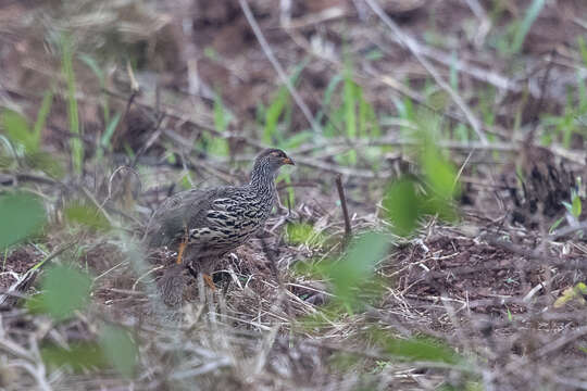 Image of Heuglin's Spurfowl