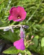 Image of Primula secundiflora Franch.