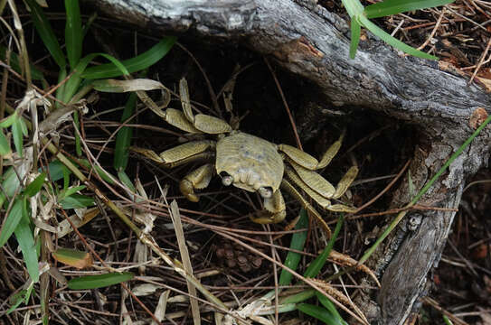 Image of Geograpsus Stimpson 1858