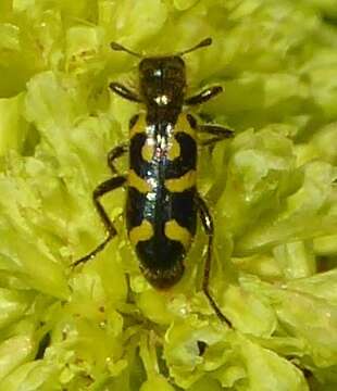 Image of Ornate Checkered Beetle