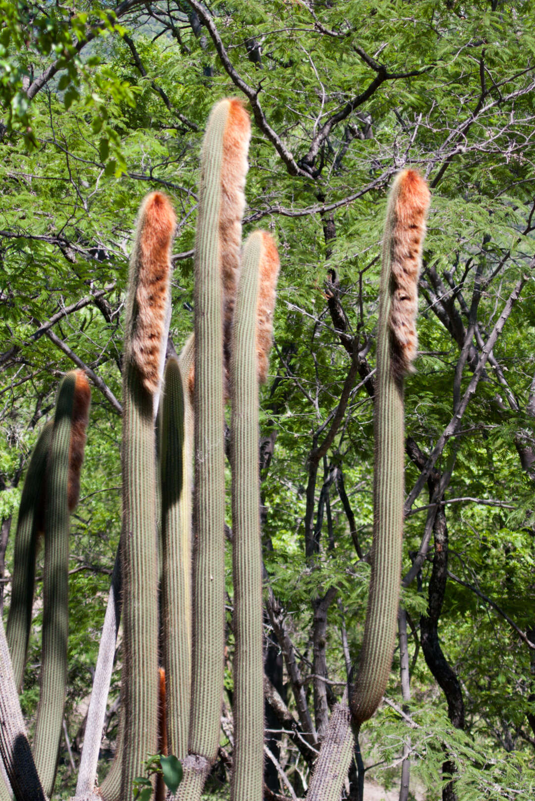 Image of Vatricania guentheri