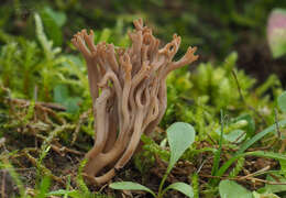 Image of Clavulinopsis umbrinella (Sacc.) Corner 1950