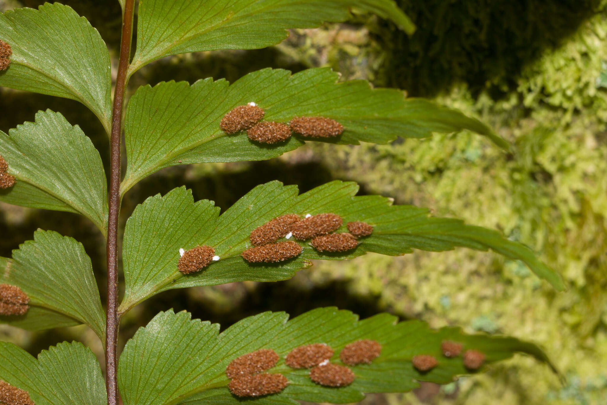 Image of Forest Spleenwort