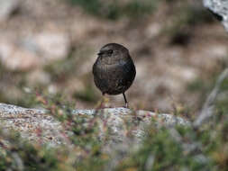 Image of Magellanic Tapaculo