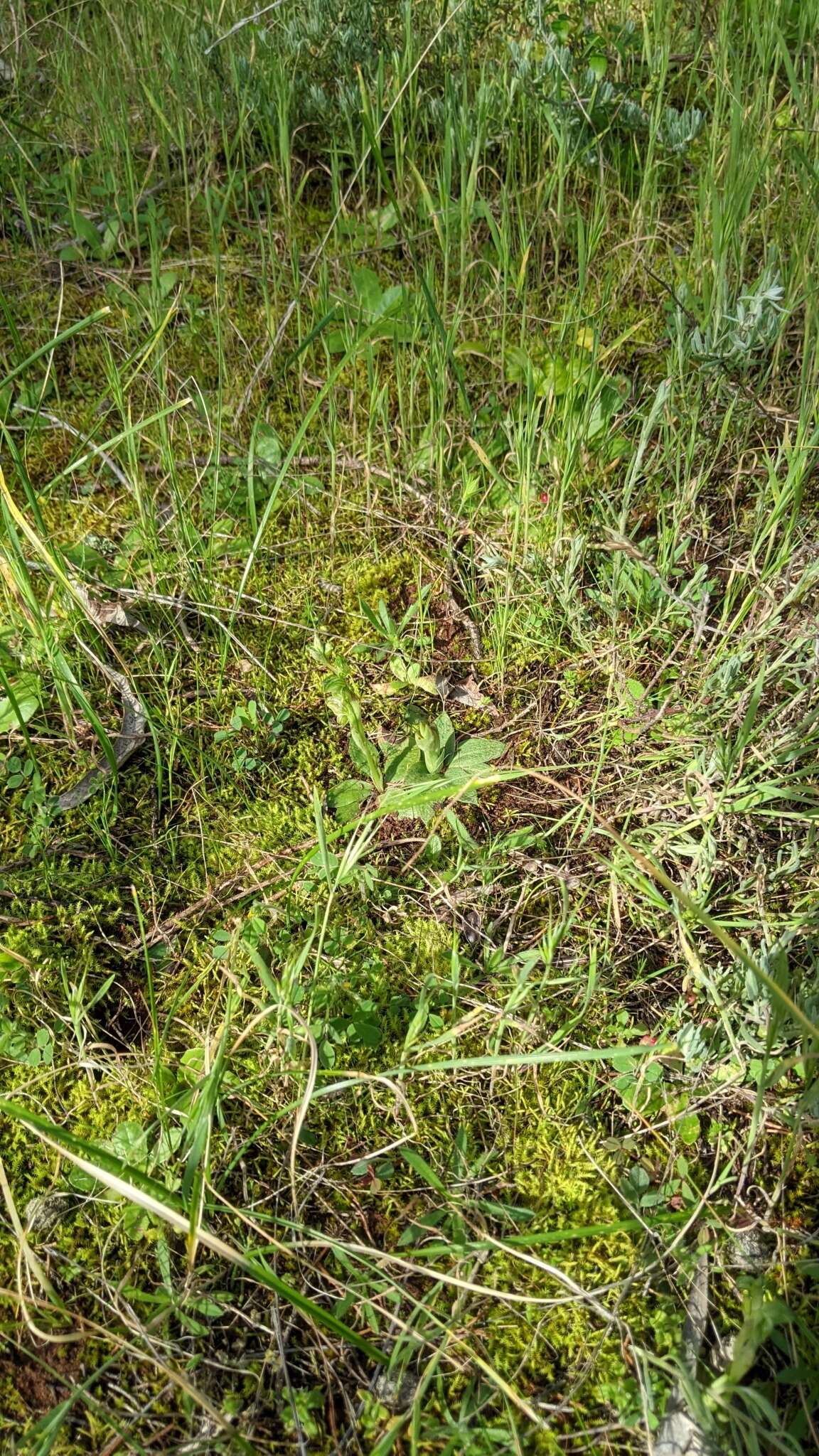 Image of Pterostylis arenicola M. A. Clem. & J. Stewart