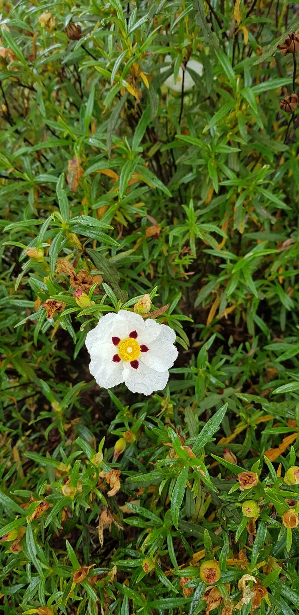 Image of common gum cistus