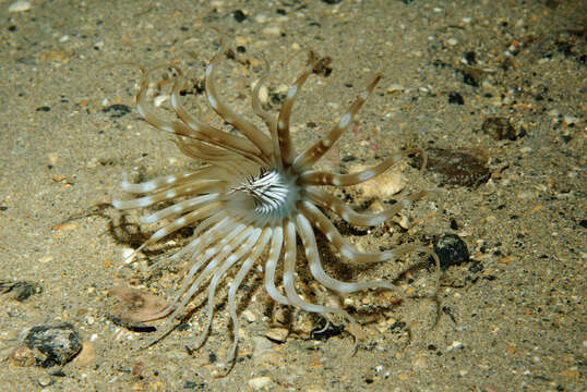 Image of scarce tube-dwelling anemone