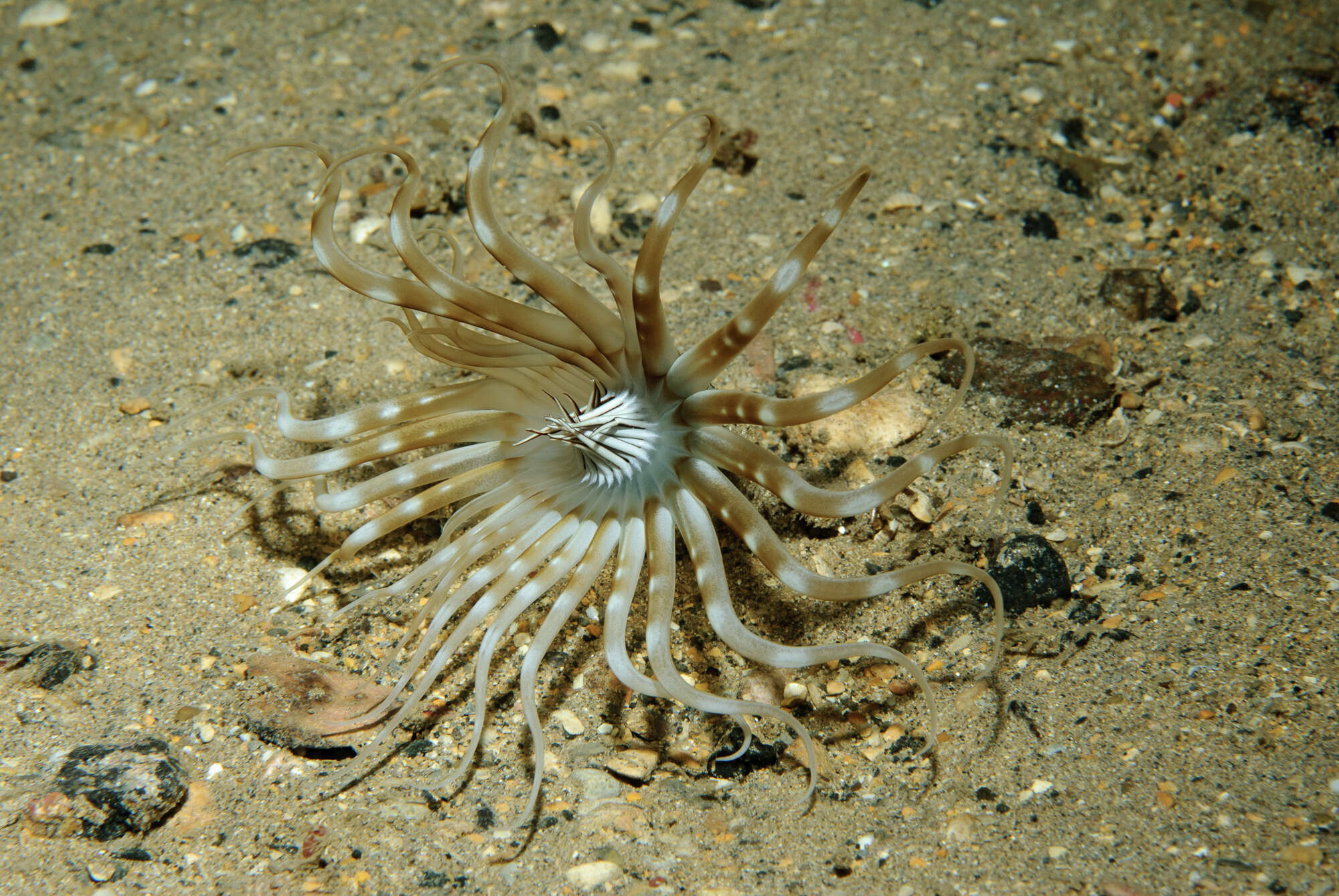 Image of scarce tube-dwelling anemone