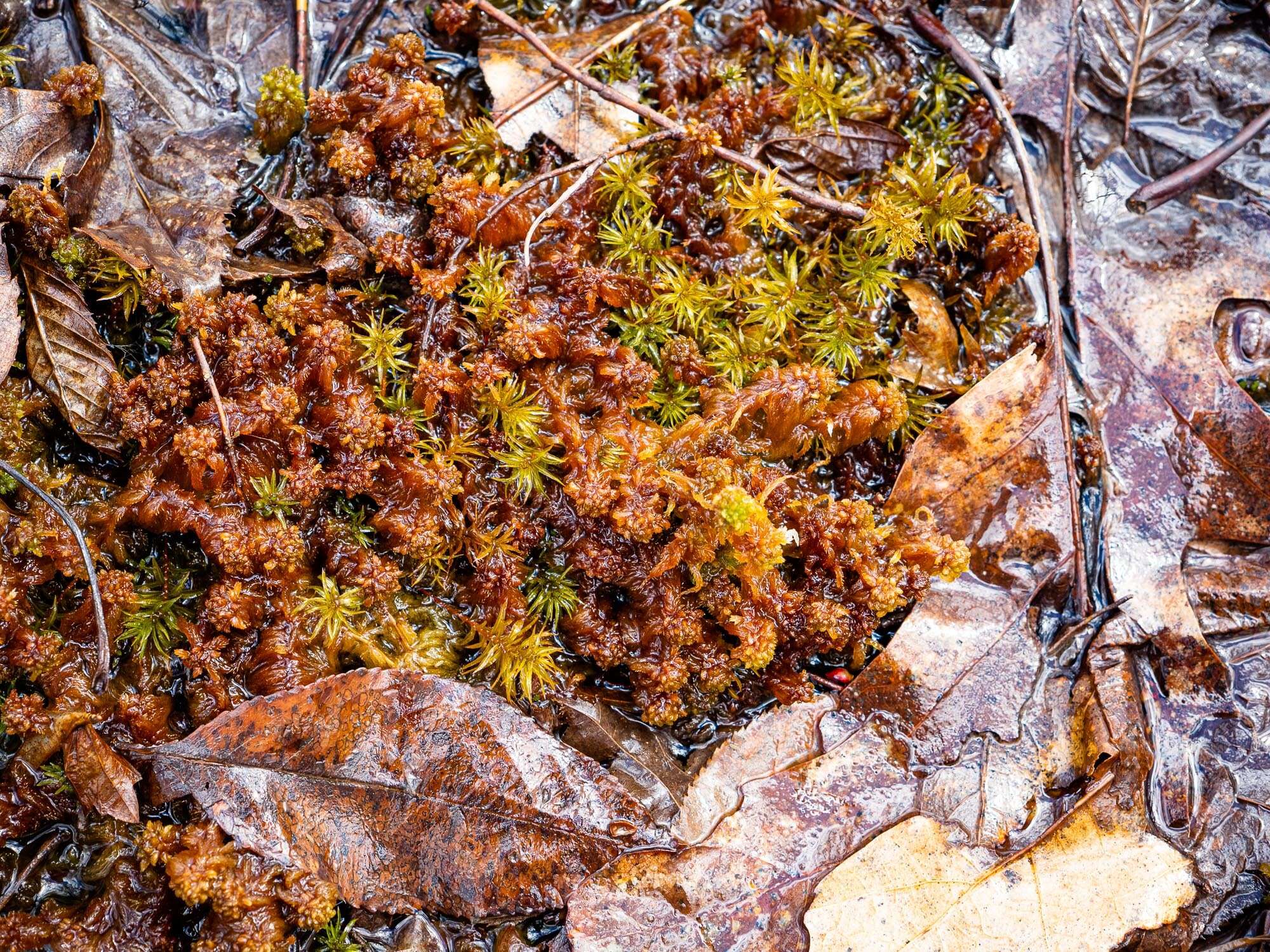 Image of slender cow-horn bog-moss