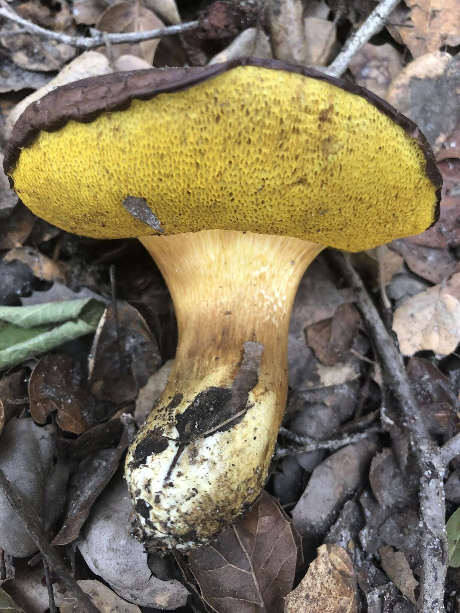 Image of Aureoboletus citriniporus (Halling) Klofac 2010