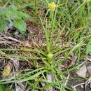 Image of Cyperus alatus (Nees) F. Muell.