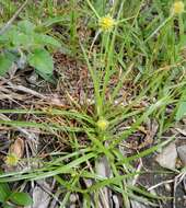 Image of Cyperus alatus (Nees) F. Muell.