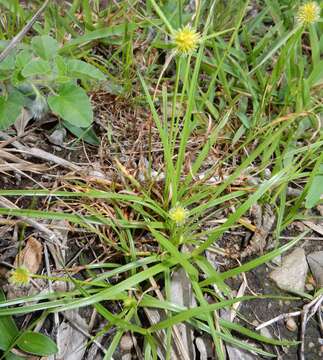 Image of Cyperus alatus (Nees) F. Muell.