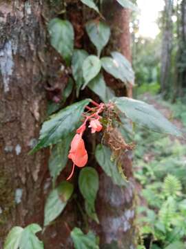 Image of Begonia rossmanniae A. DC.