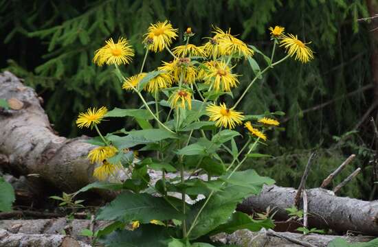 Image of Inula magnifica Lipsky