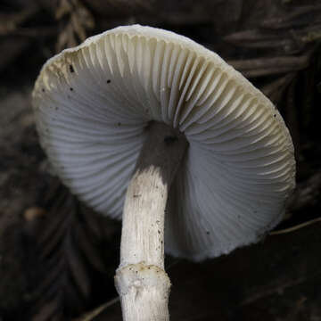 Lepiota castaneidisca Murrill 1912 resmi