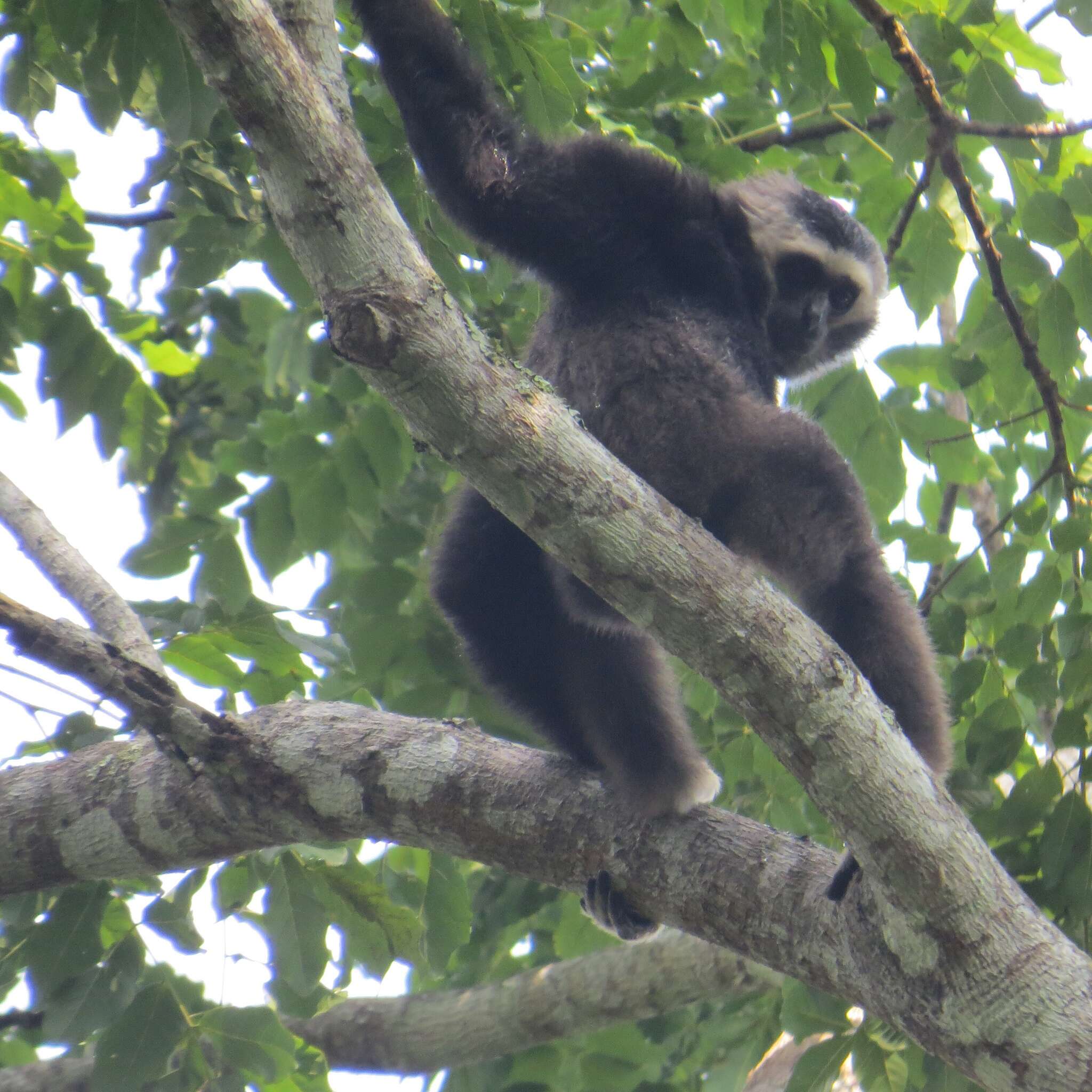 Image of Capped Gibbon