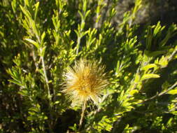 Image of Pteronia hirsuta L. fil.