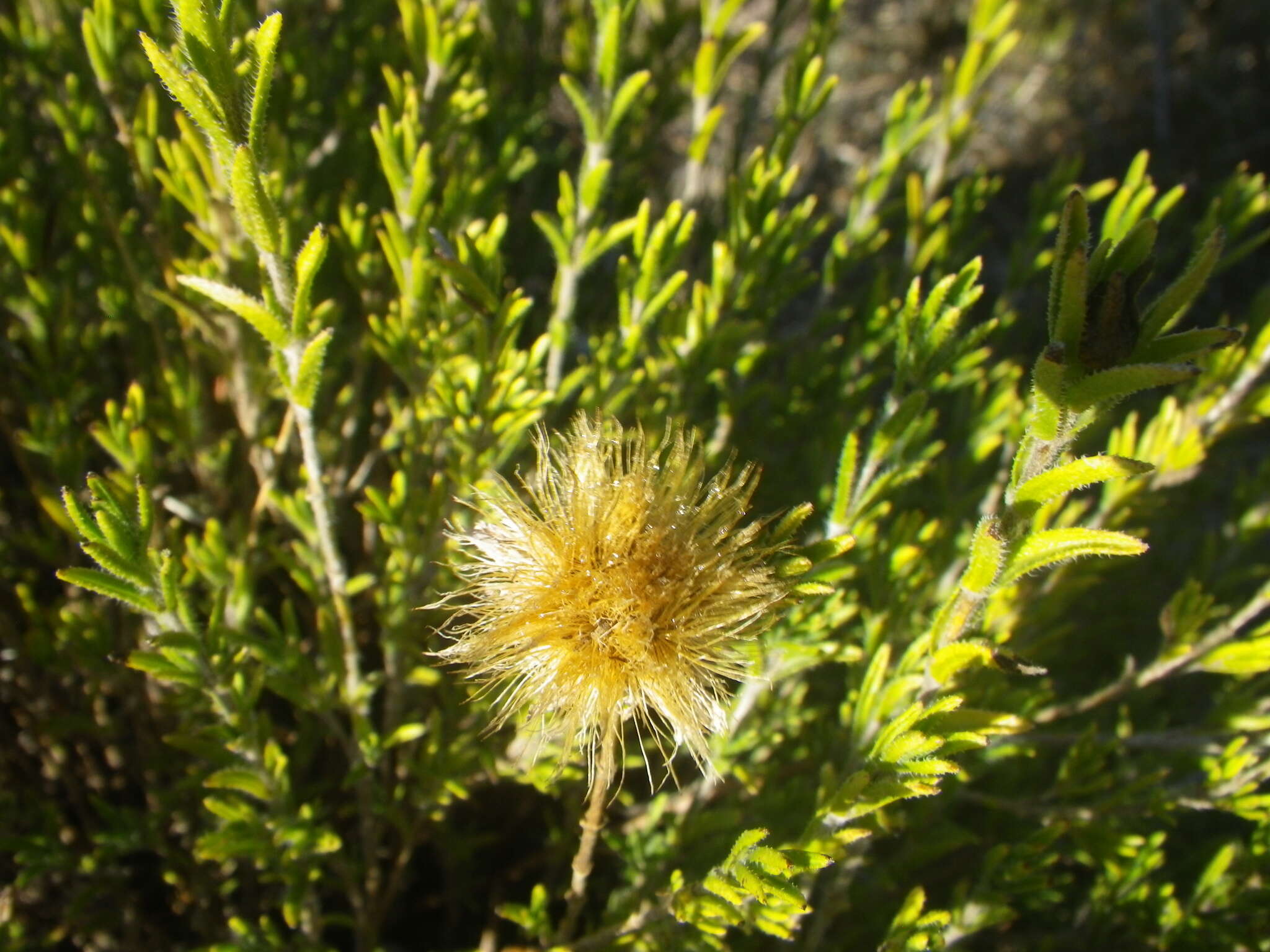 Sivun Pteronia hirsuta L. fil. kuva