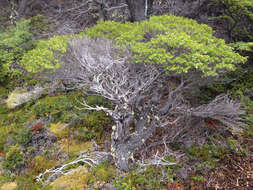 Image of Nothofagus betuloides (Mirb.) Oerst.