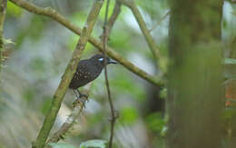 Image of Plumbeous Antbird