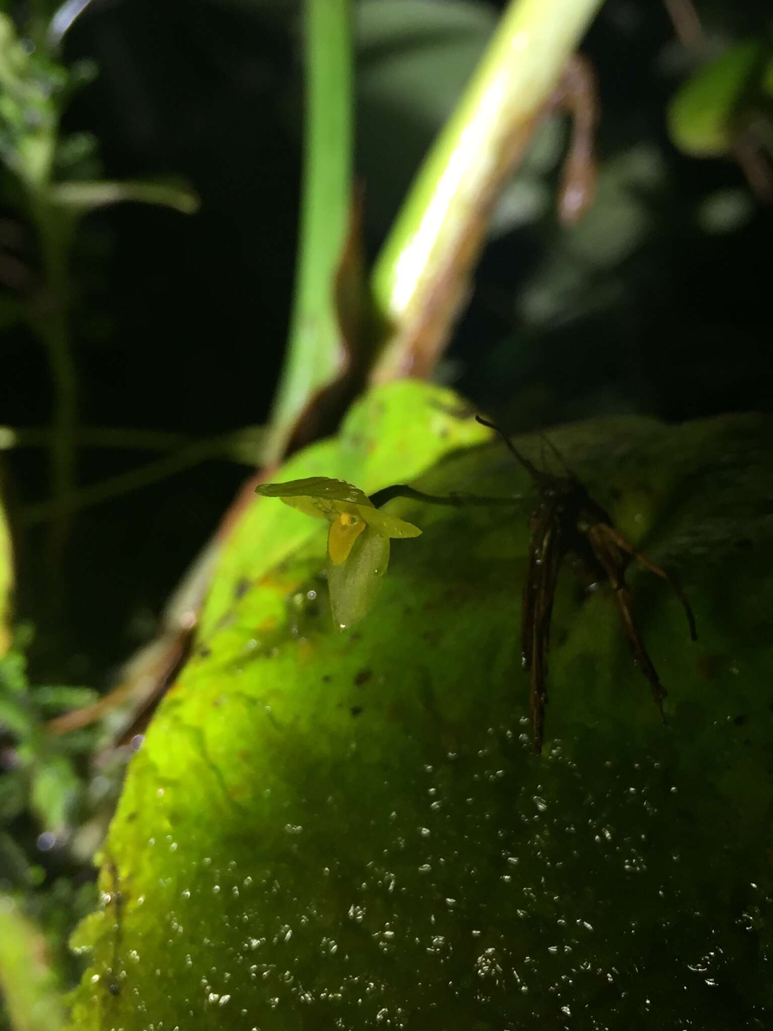 Imagem de Pleurothallis prolaticollaris Luer