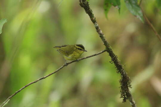 Image of Mountain Leaf Warbler