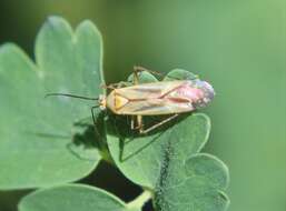 Image of Plagiognathus longipennis (Uhler 1895)