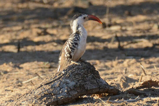 Image of Damara Hornbill