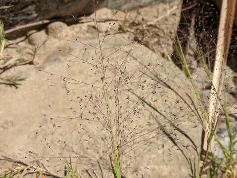 Image of scratchgrass