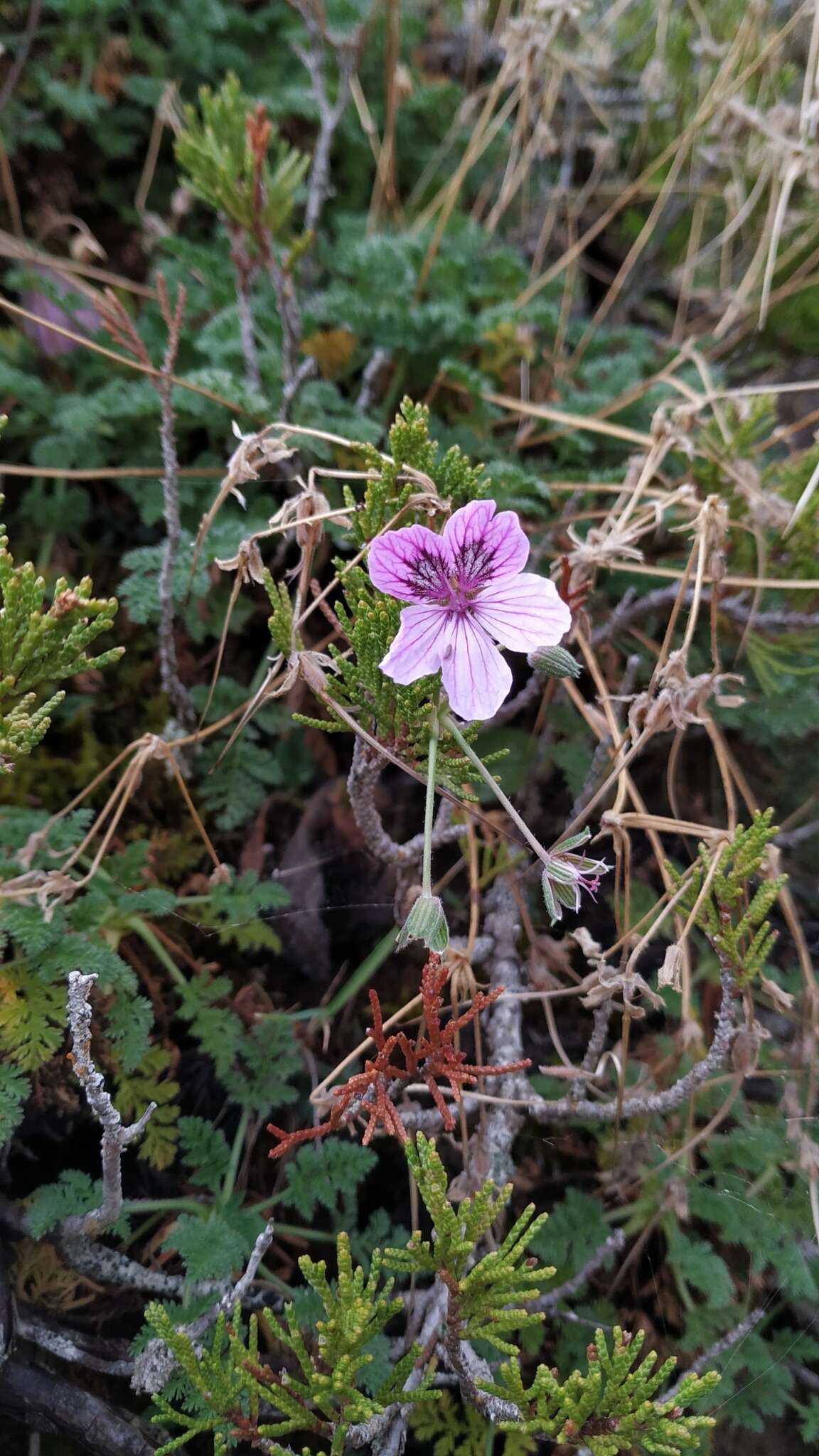 Sivun Erodium glandulosum (Cav.) Willd. kuva