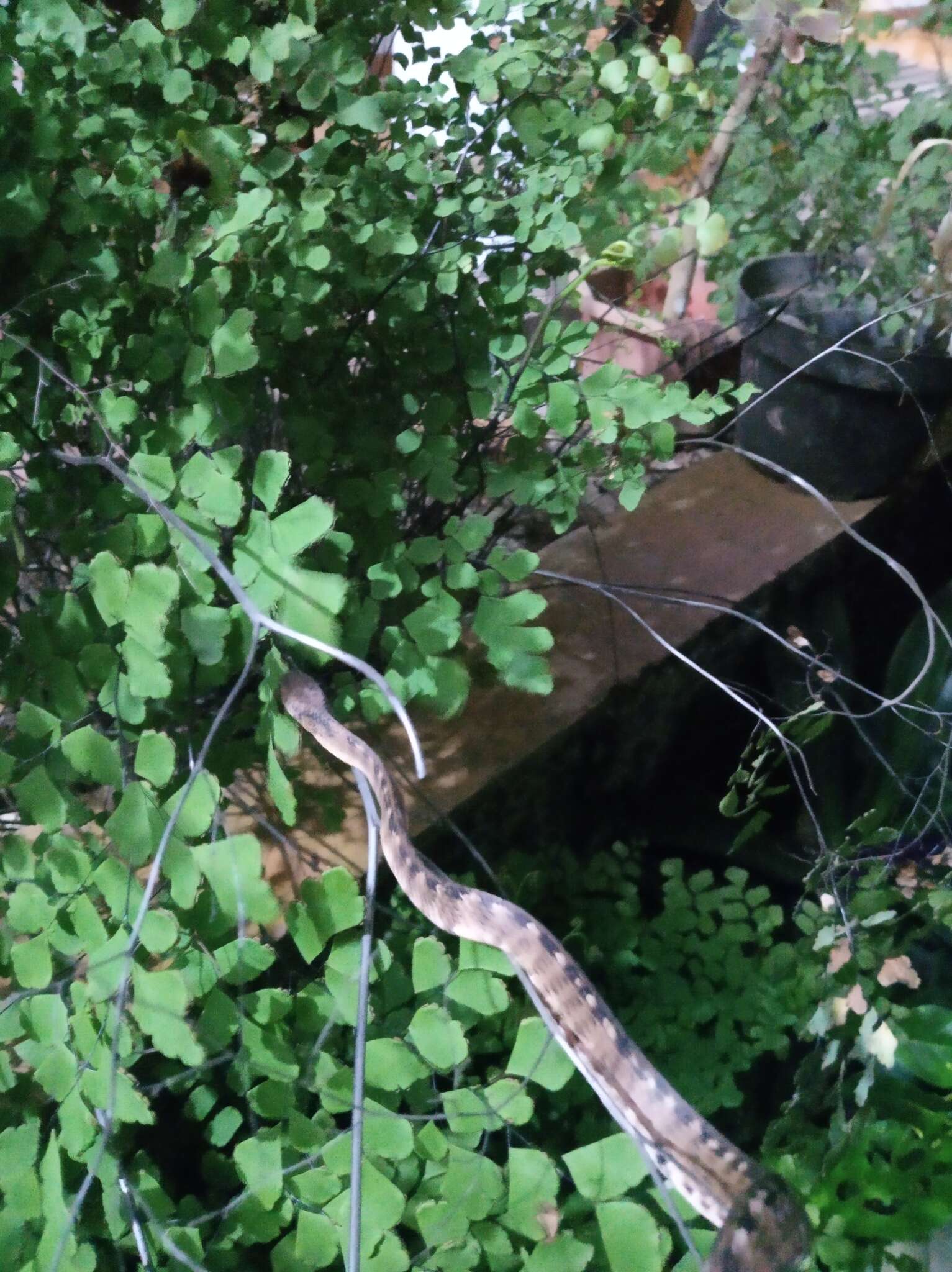 Image of Keeled Slug-eating Snake