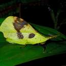 Imagem de Systella borneensis Willemse & C. 1930