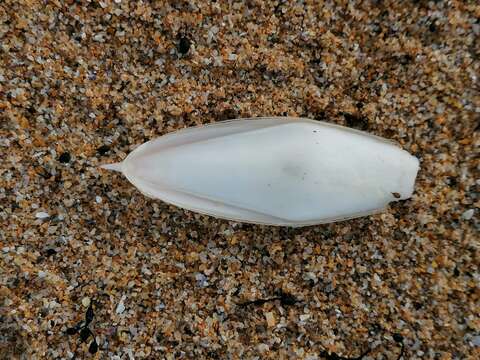 Image of Pink Cuttlefish