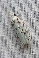 Image of green lichen tuft moth