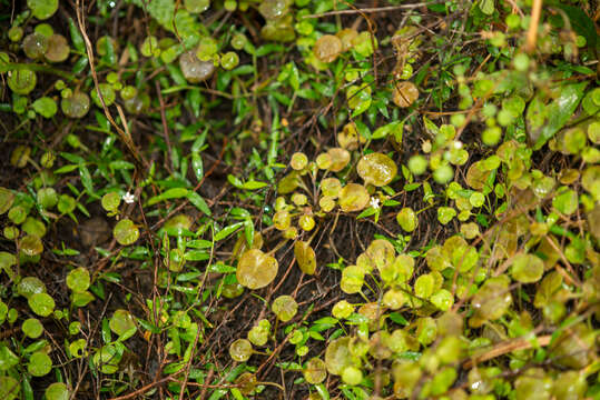 Image de Myosotis matthewsii L. B. Moore