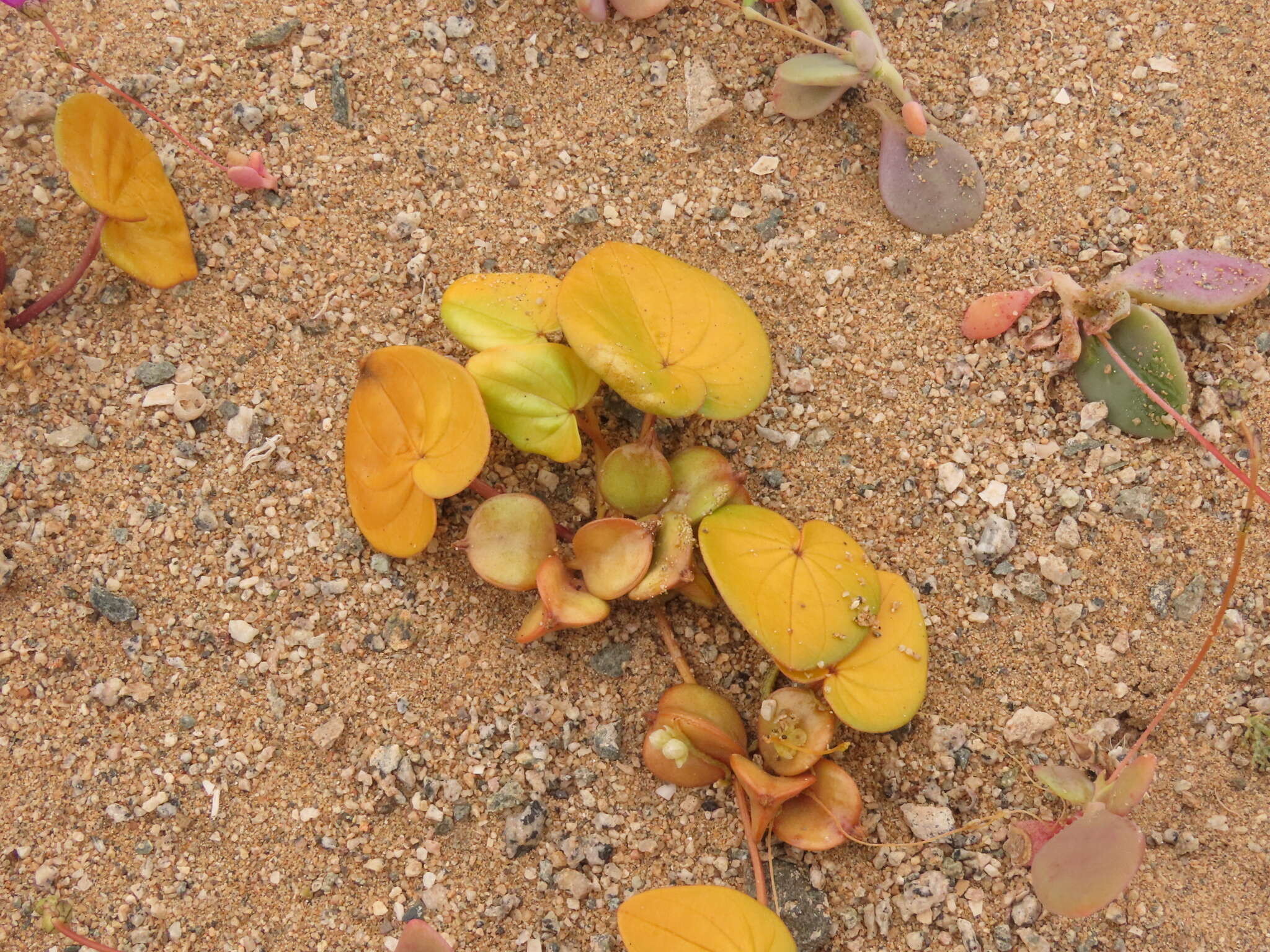 Image of Dioscorea fastigiata Gay