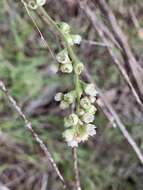 Image de Heuchera soltisii R. A. Folk & P. J. Alexander